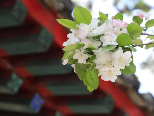 白丁香花怎么养？白丁香的种植与养殖方法有哪些？