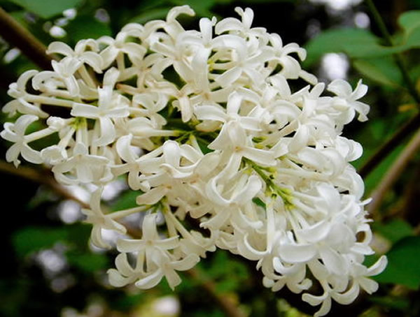 白丁香的形态特征有哪些？