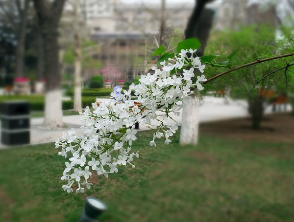 白丁香花代表什么，它的寓意有哪些？