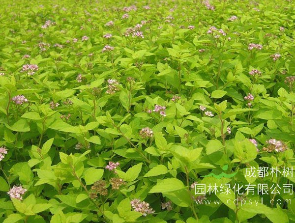 金焰绣线菊报价