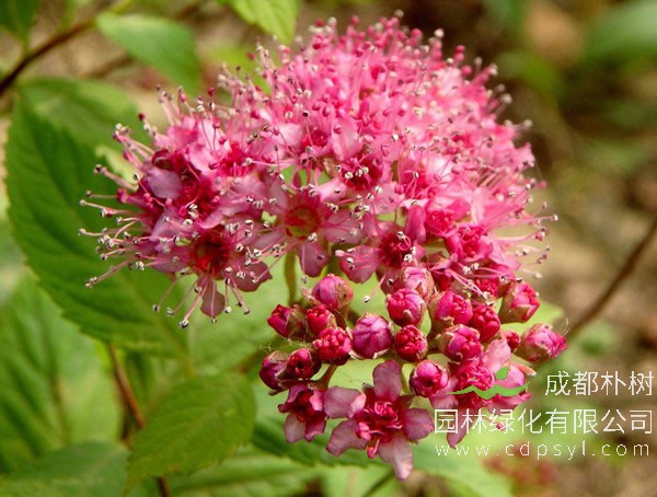 金焰绣线菊报价
