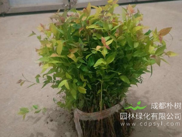 金焰绣线菊报价