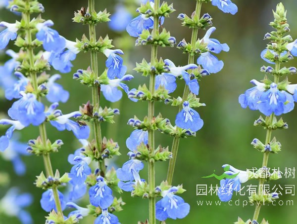 天蓝鼠尾草报价