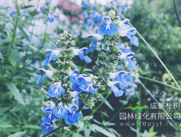 天蓝鼠尾草报价