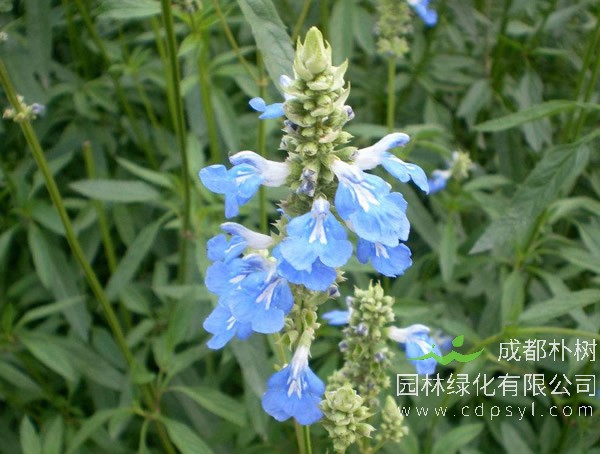 天蓝鼠尾草报价