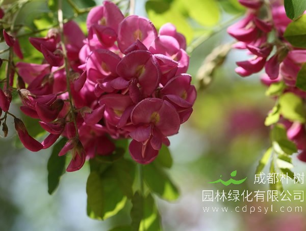香花槐
