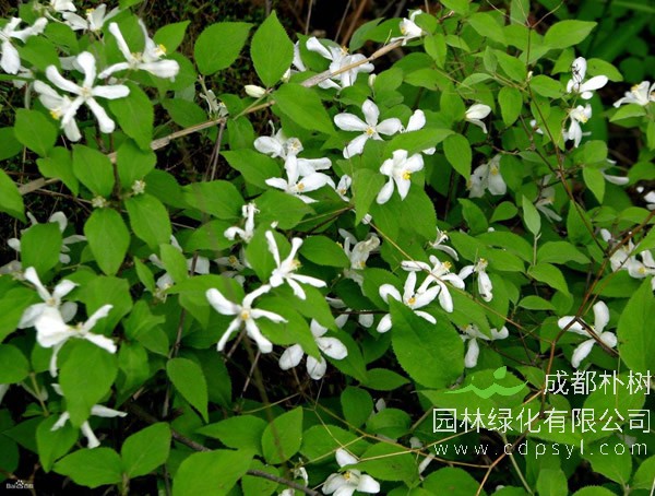 采购溲疏-优惠价廉-基地批发-溲疏大量直销 