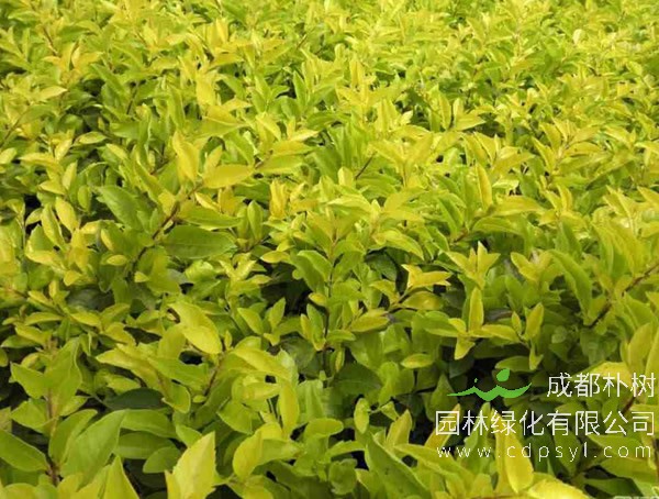 花叶假连翘报价