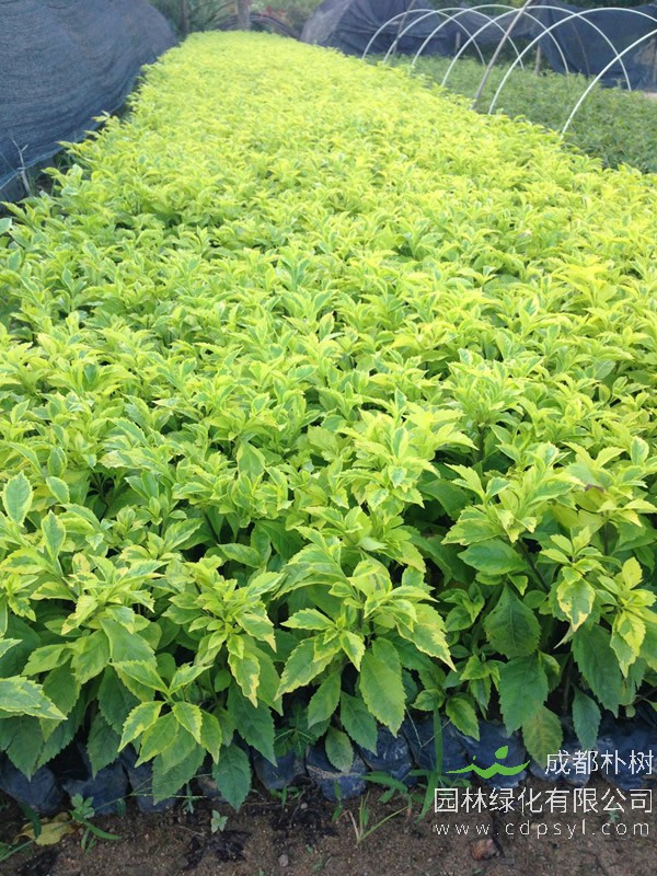 花叶假连翘报价