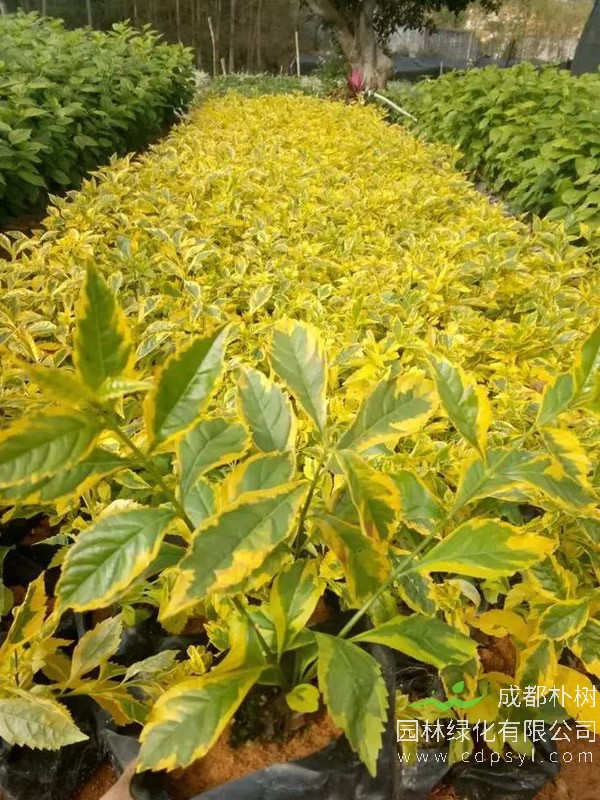 花叶假连翘报价