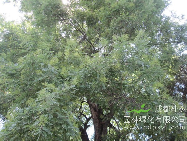 红花木莲的图片-形态特征-产地生境-生长习性以及主要价值