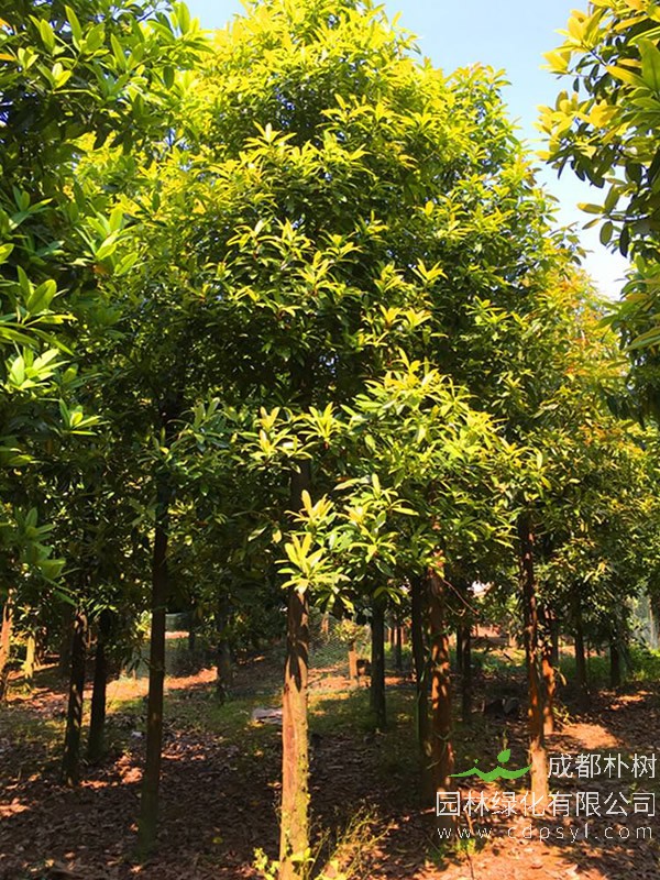 红花木莲的繁殖方式、栽培技术以及病虫防治方法介绍