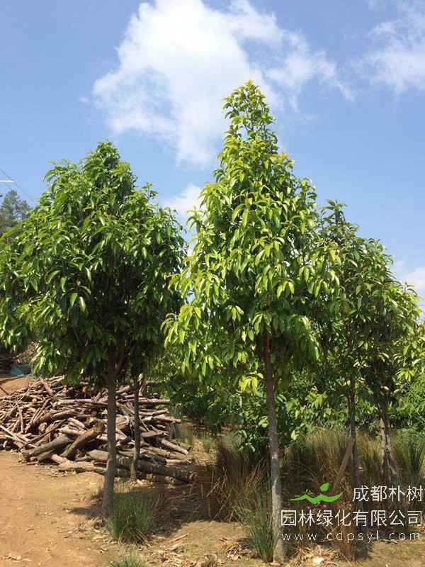 红花木莲树何时开花？