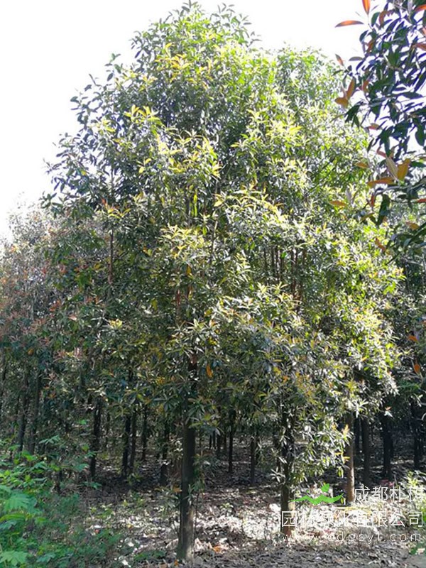 红花木莲的价值有哪些？