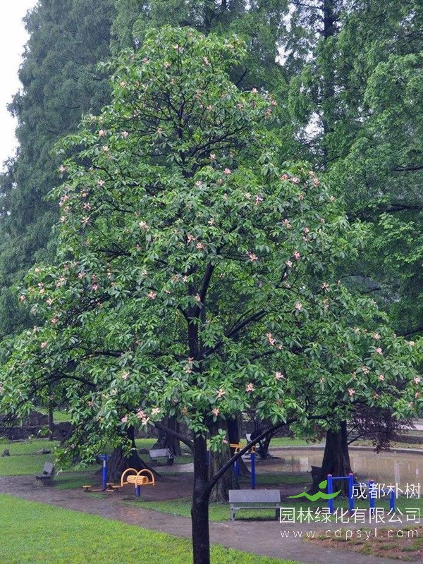 红花木莲如何避免昙花一现？