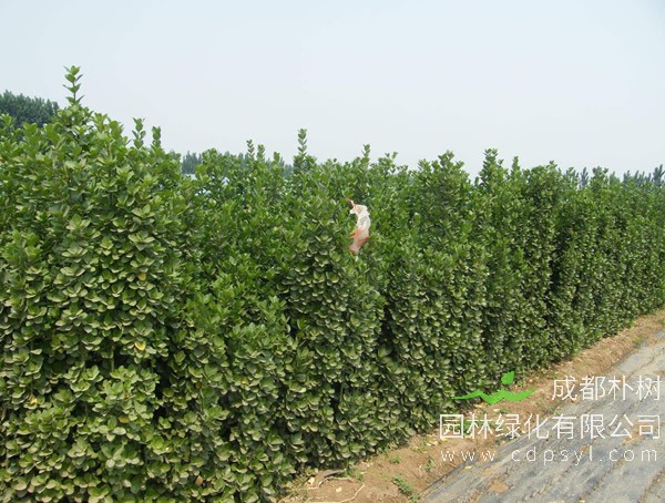 北海道黄杨报价