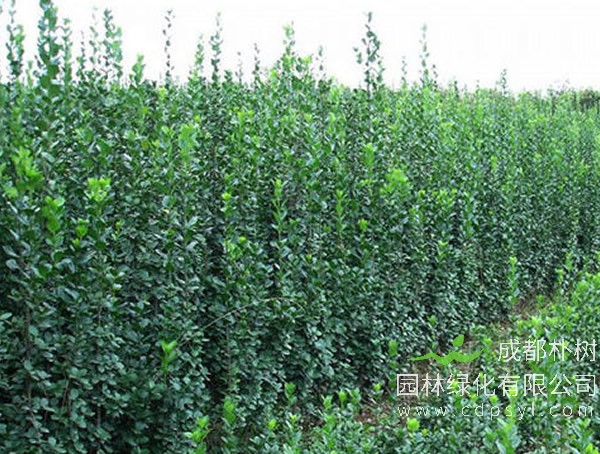 北海道黄杨报价