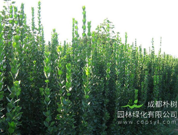 北海道黄杨近三年行情_精品灌木_产地北海道黄杨多少钱