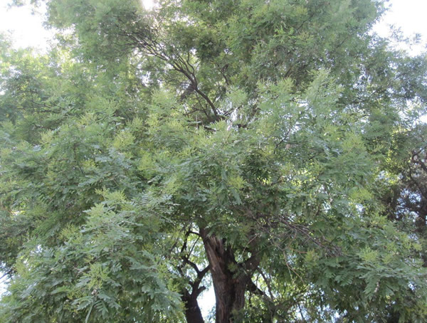 红花木莲的图片-形态特征-产地生境-生长习性以及主要价值