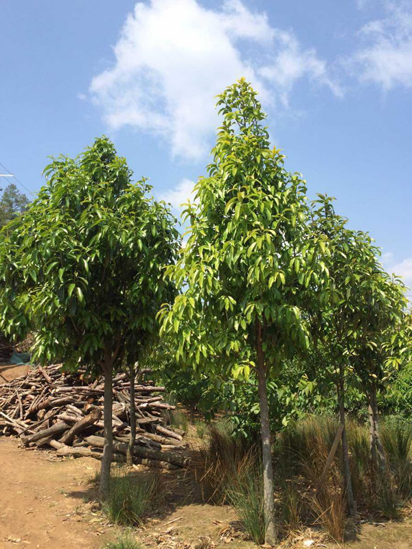 红花木莲树何时开花？