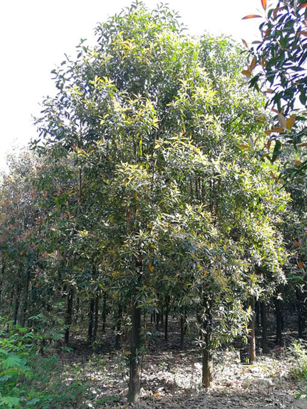 红花木莲的价值有哪些？