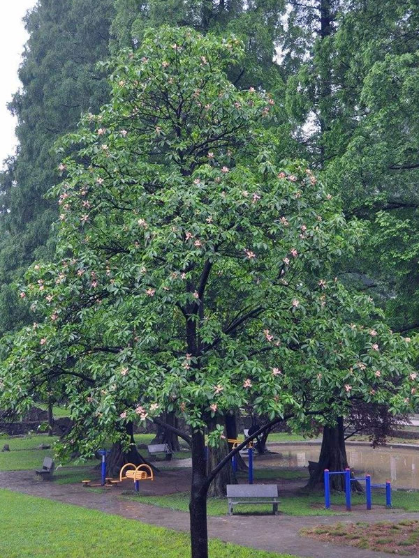 红花木莲如何避免昙花一现？