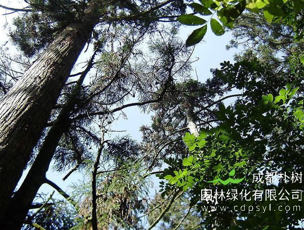 柳杉的图片-形态特征-生长习性-分布情况以及主要价值