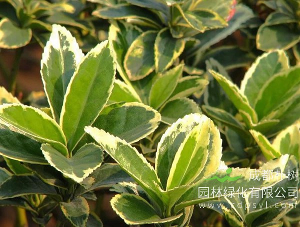金边大叶黄杨