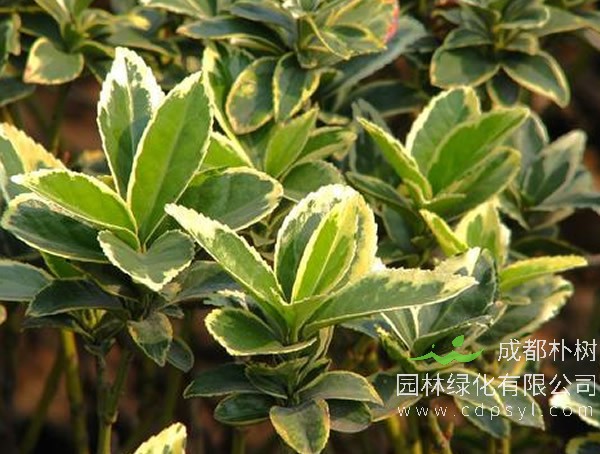 金边大叶黄杨