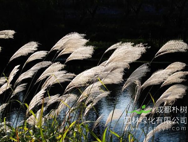 芦苇