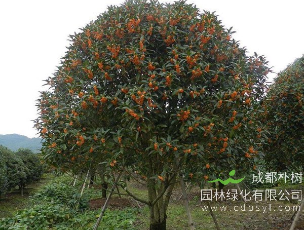 金桂与丹桂的区别有哪些？