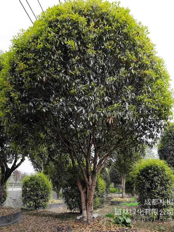 金桂什么时候开花？