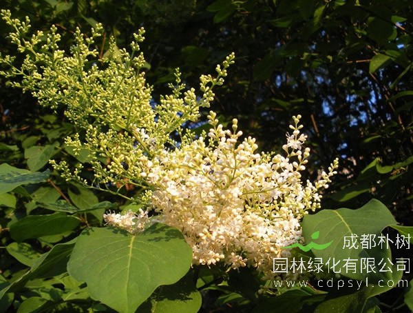 暴马丁香的图片-形态特征-生长习性-地理分布-主要价值以及植物文化