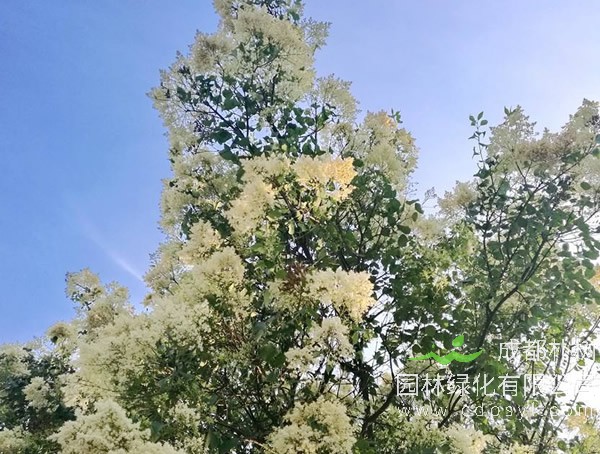 暴马丁香的繁殖方式、种植技术以及病虫害防治方法介绍