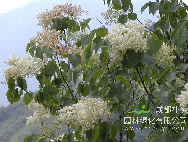 暴马丁香花茶的功效有哪些？