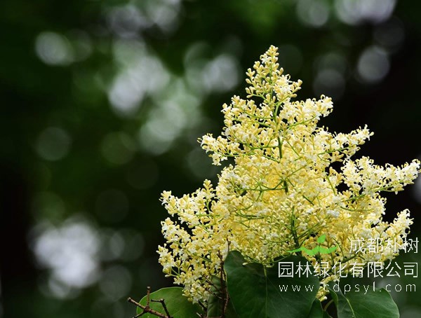 暴马丁香花的用途有哪些？