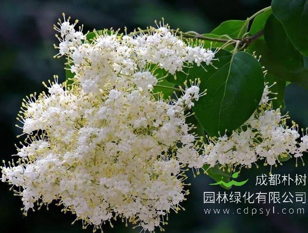 暴马丁香的繁殖方式有哪些？