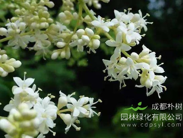 暴马丁香的生长习性有哪些？