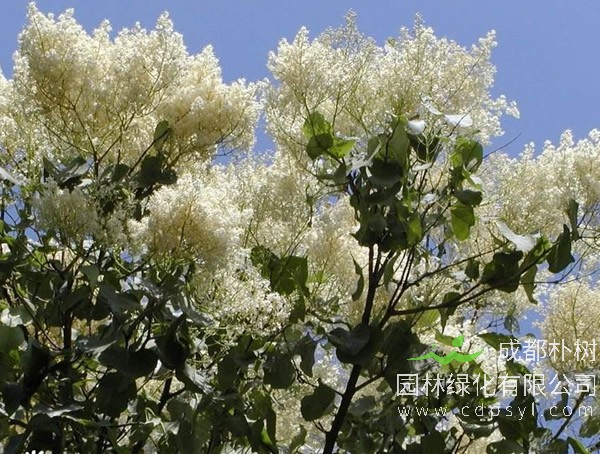 暴马丁香的植物文化有哪些?