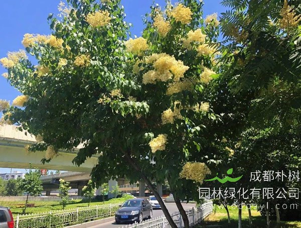 北京丁香和暴马丁香的区别是什么？