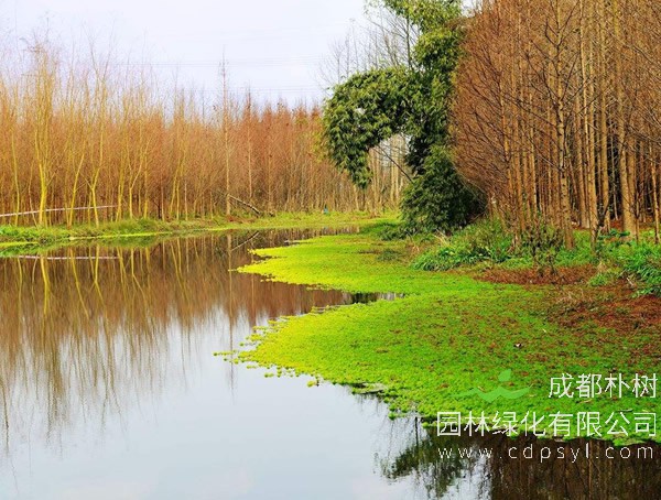 桤木的图片-形态特征-生长习性-分布地区以及主要价值