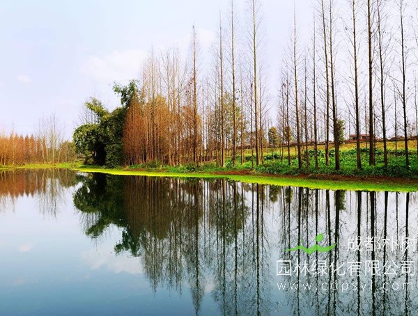 桤木的栽培方法、育苗、造林技术以及病虫害防治方法介绍