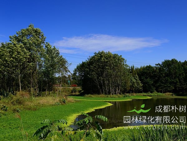 桤木的优缺点都有哪些？