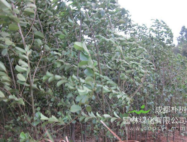 桤木的特点和作用分别是什么？