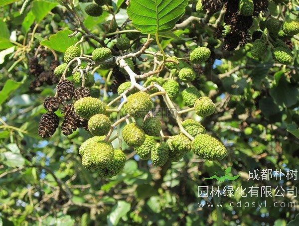 桤木的栽培技术有哪些？