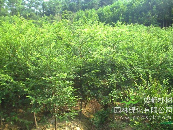 桤木的形状是怎样的？桤木的形态特征有哪些？