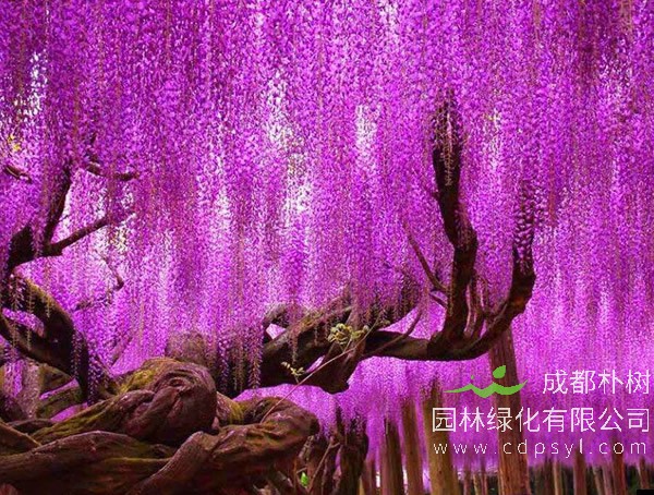 紫藤树的繁殖方式、栽培移植、田间管理以及病虫害防治介绍