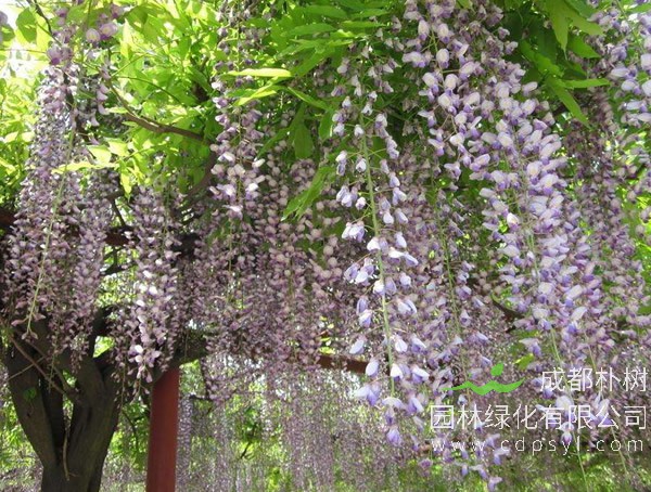 紫藤树如何种植？
