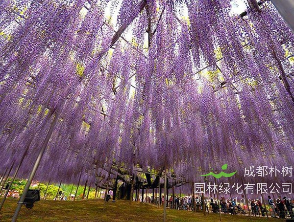 紫藤树要长多少年才能开花？