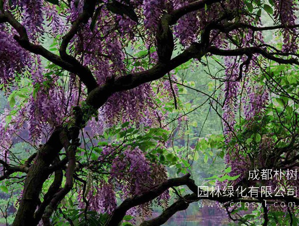 紫藤树如何种植才能长得好？